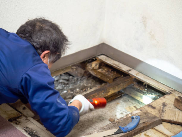 Best Home Mold Removal  in Falls Creek, PA