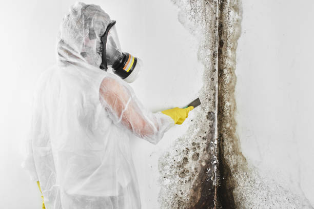 Attic Mold Removal in Falls Creek, PA