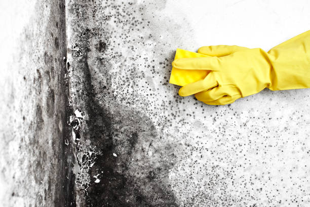 Best Office Mold Removal Services  in Falls Creek, PA