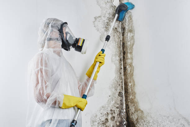 Best Home Mold Removal  in Falls Creek, PA