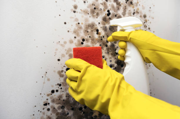 Best Mold Testing  in Falls Creek, PA
