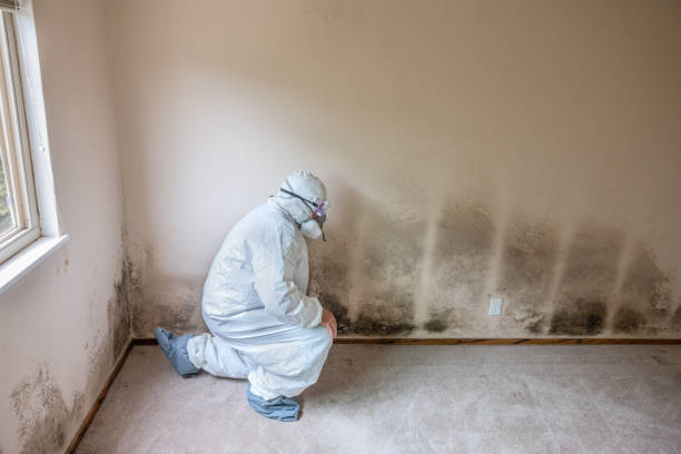 Falls Creek, PA Mold Removal Company