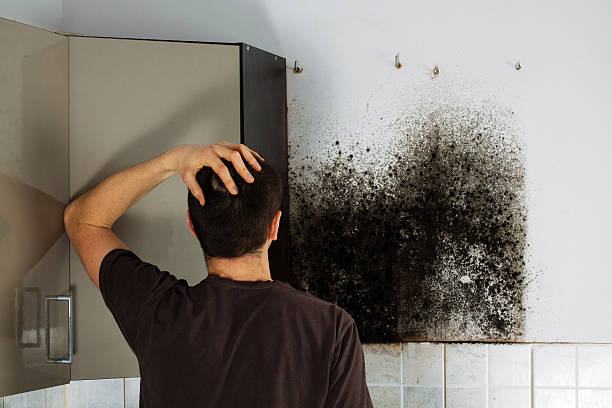 Best Attic Mold Removal  in Falls Creek, PA